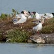 Mouettes mélanocéphales sur le polder Sébastopol